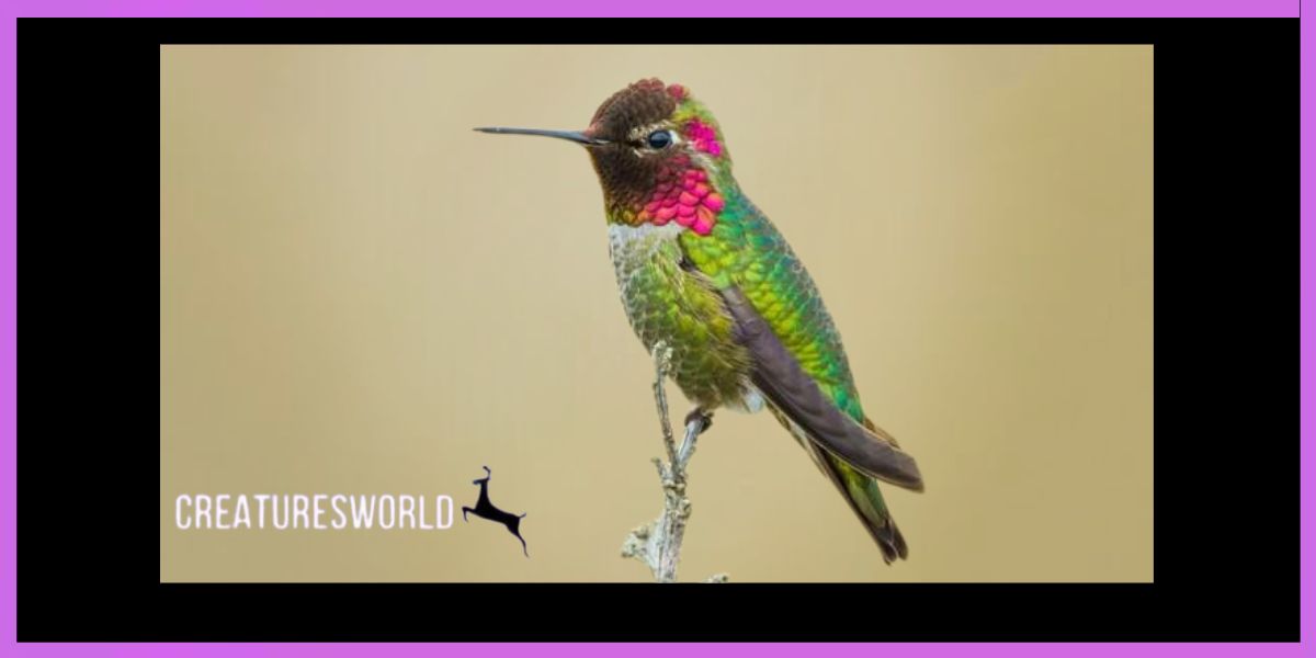 Anna's Hummingbird 