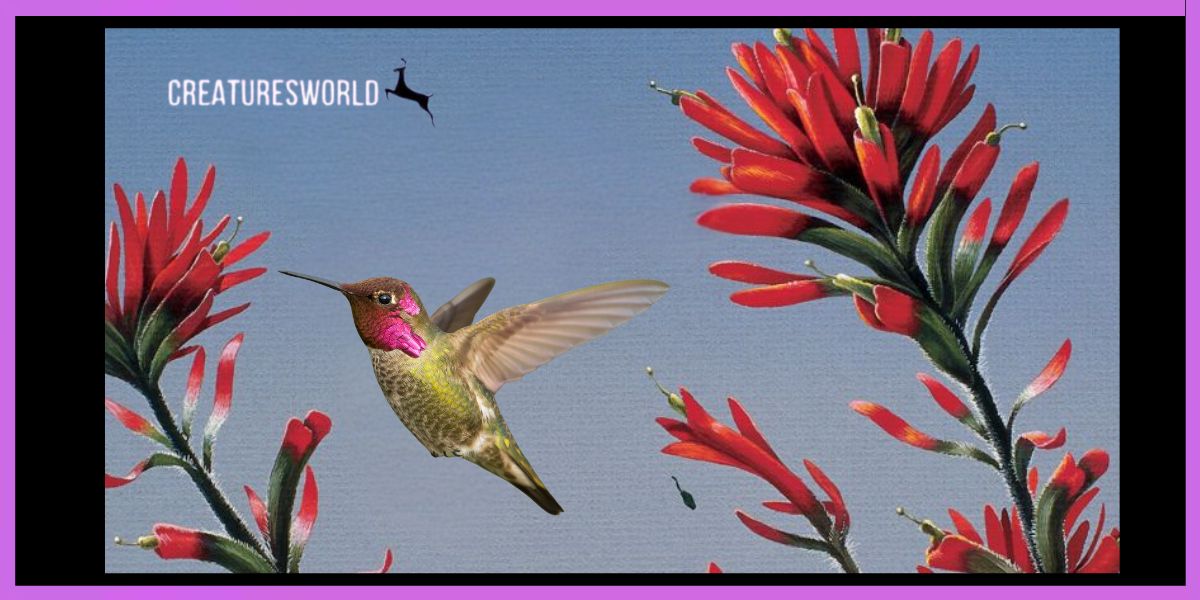 Anna's Hummingbird 