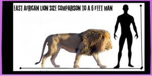 East Afircan Lion