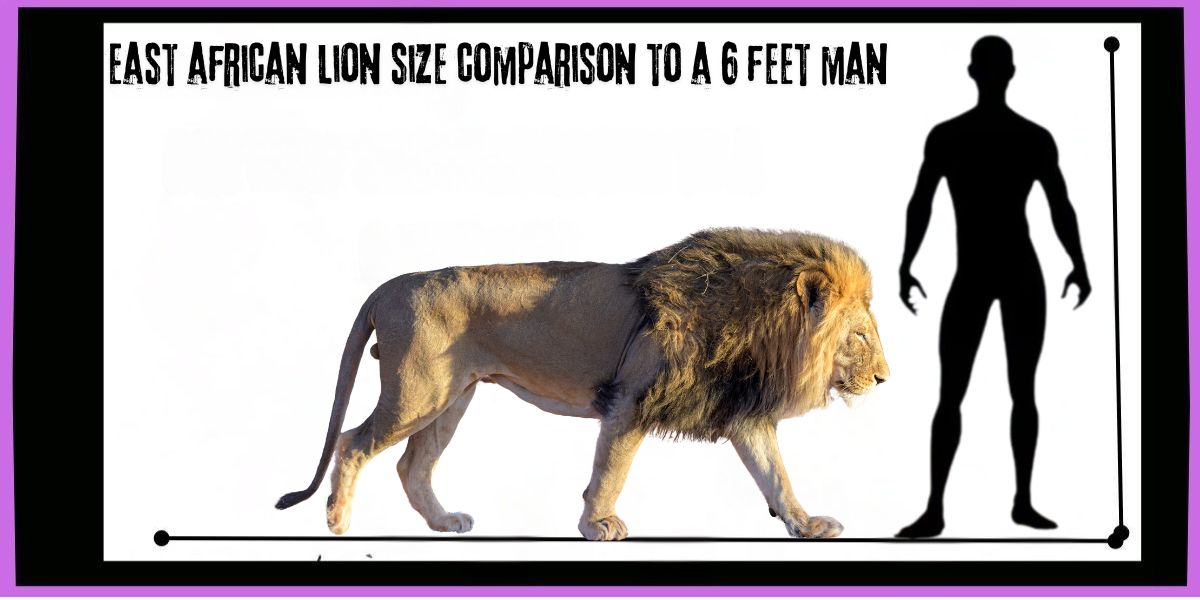 The East African Lion