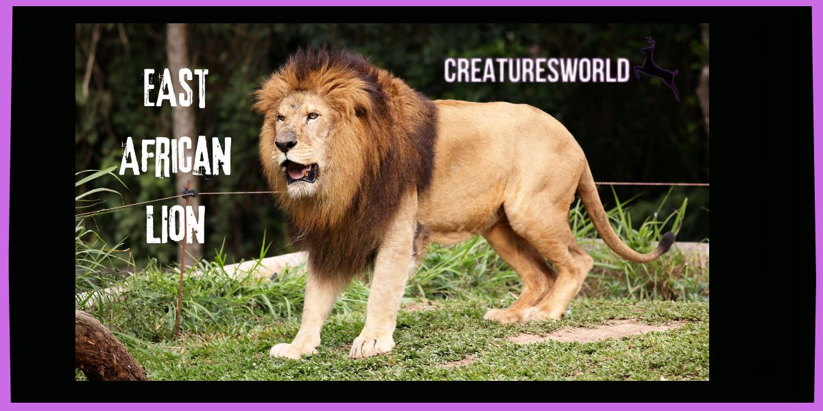 The East African Lion