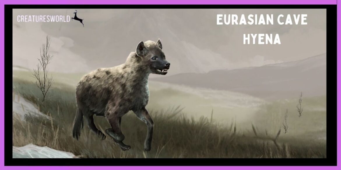 Eurasian Cave Hyena