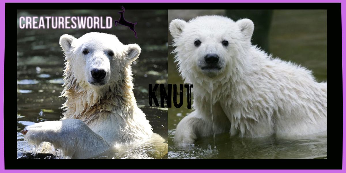 Knut The Orphan German Polar Bear 