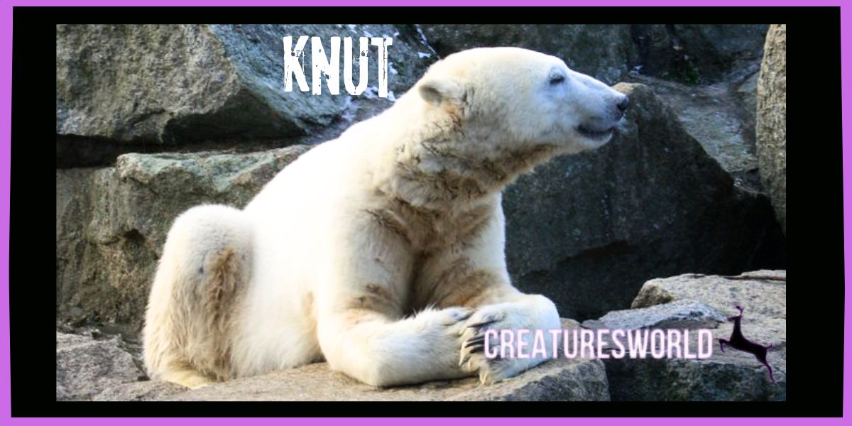 Knut The Orphan German Polar Bear 