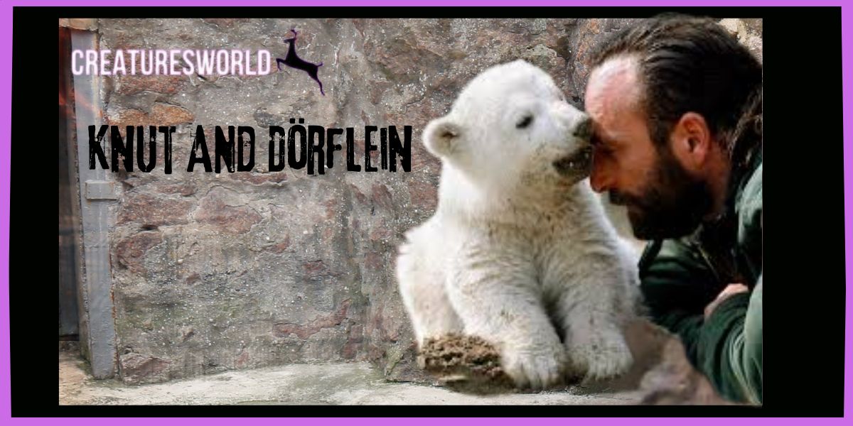 Knut The Orphan German Polar Bear