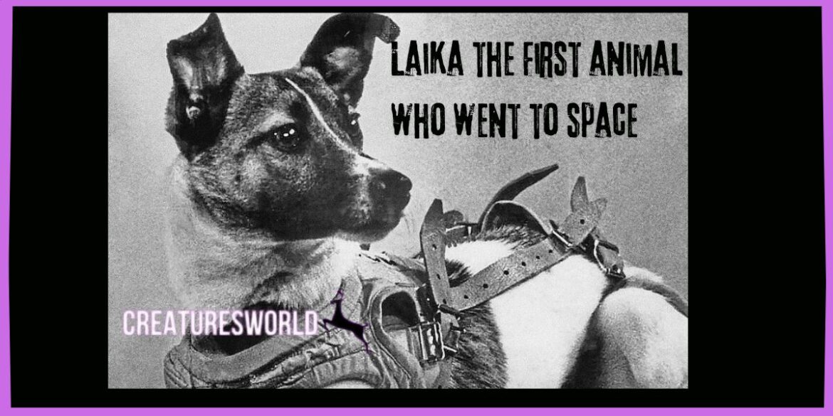 Laika The First Animal Who Went To Space