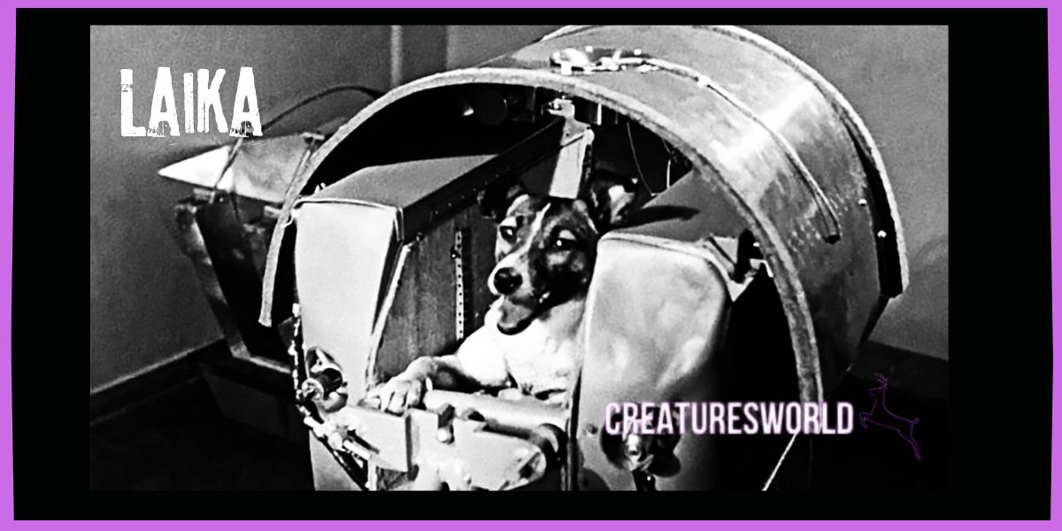 Laika The First Animal Who Went To Space 