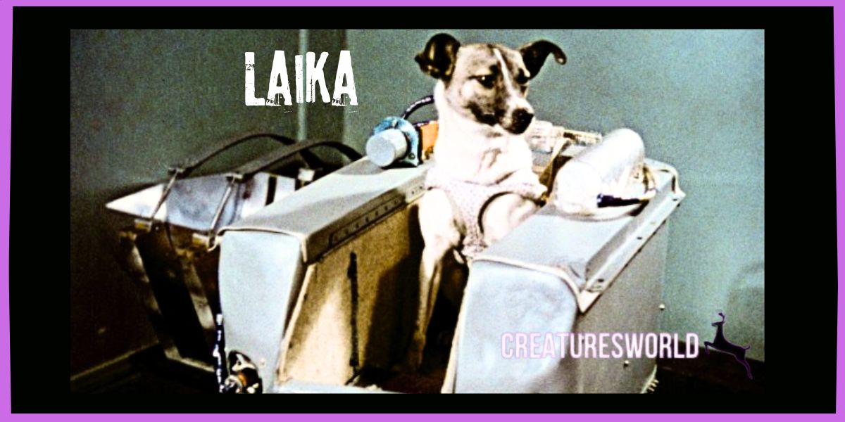 Laika The First Animal Who Went To Space 