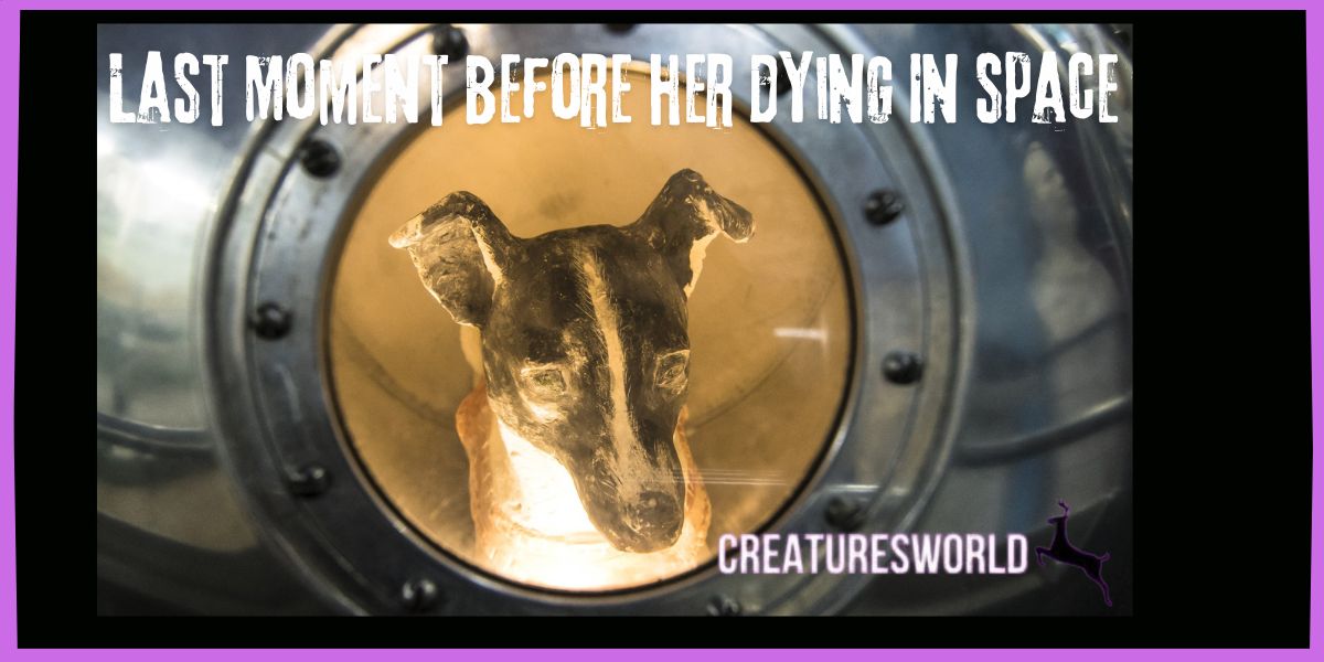 Laika The First Animal Who Went To Space 