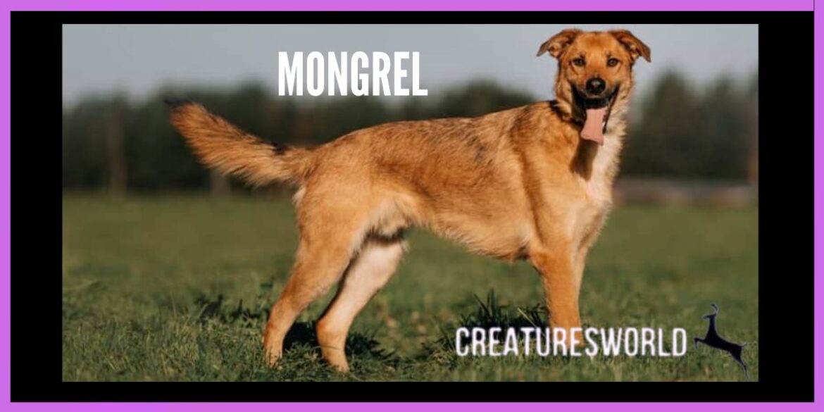 The Mongrel
