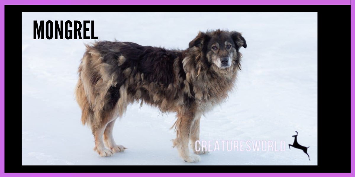 The Mongrel