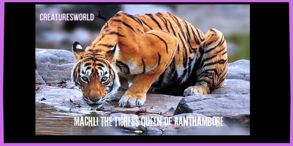 Machli the Tigress Queen of Ranthambore