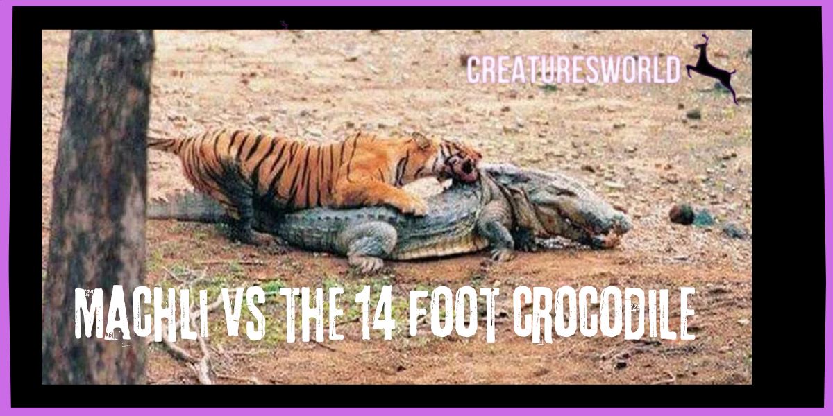 Machli the Tigress Queen of Ranthambore 