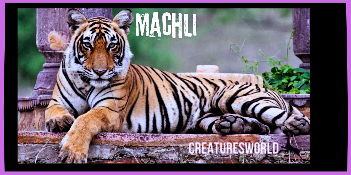 Machli the Tigress Queen of Ranthambore 