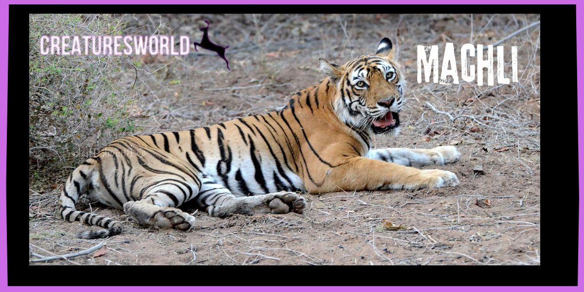 Machli the Tigress Queen of Ranthambore 