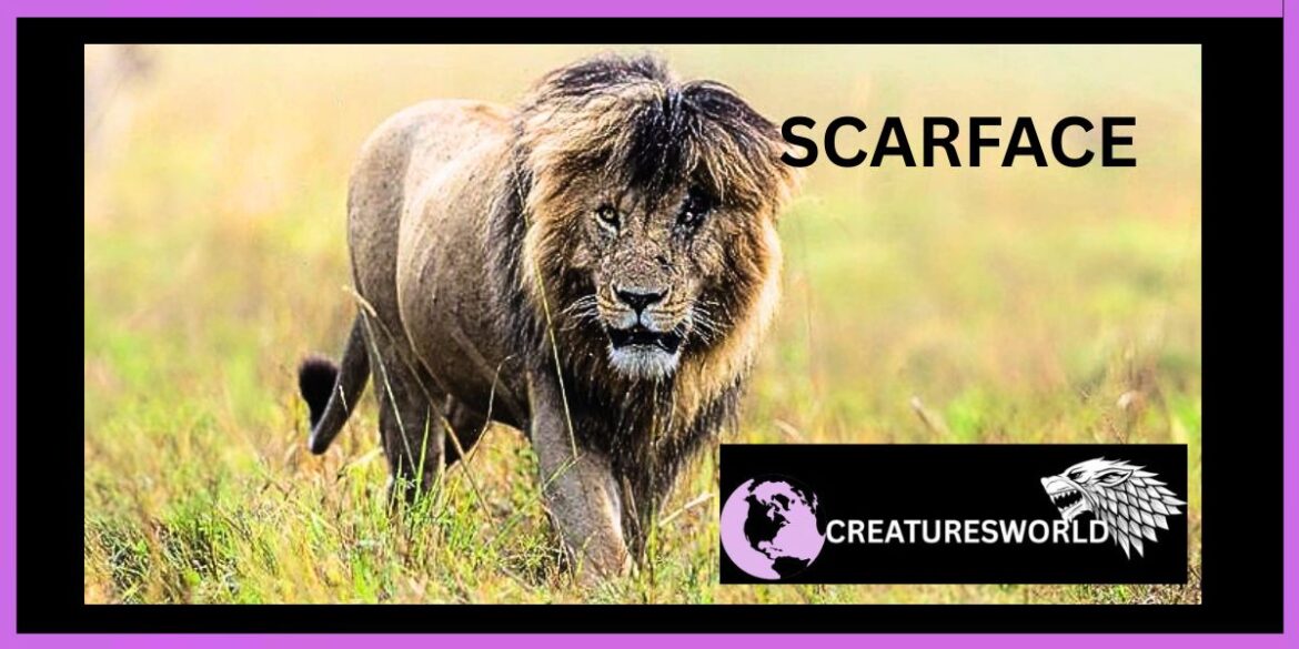 Scarface The Real Lion King