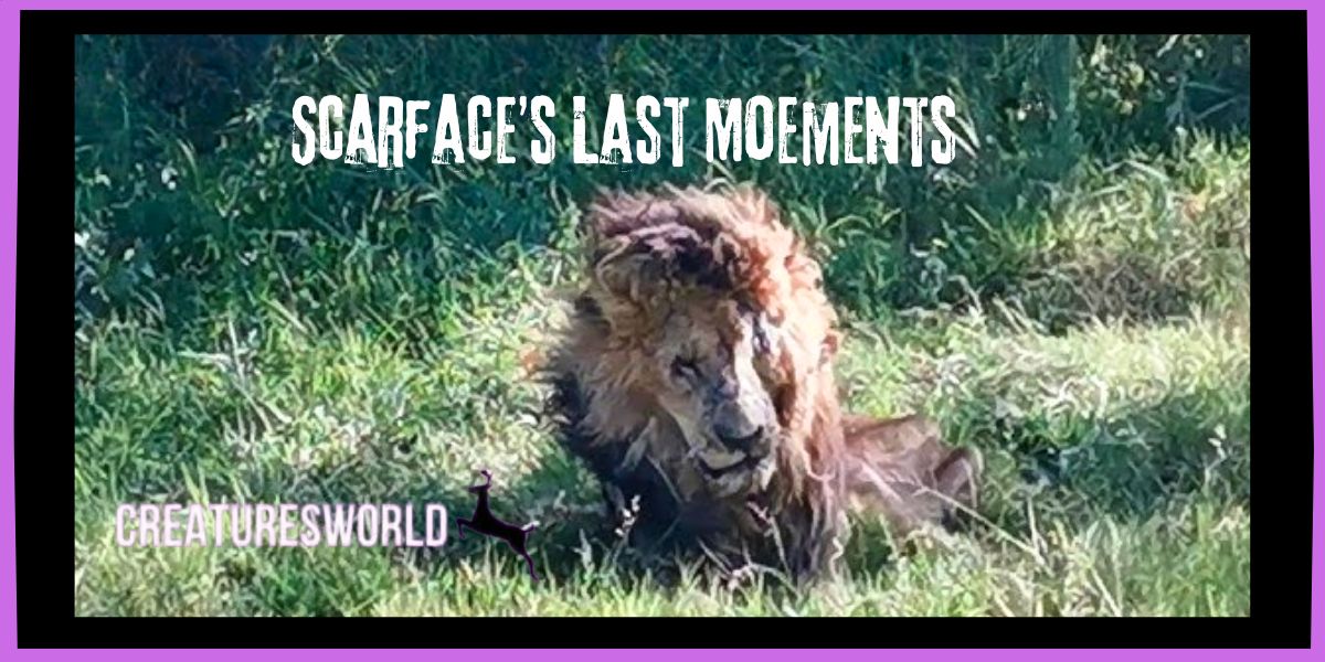 Scarface The Real Lion King 