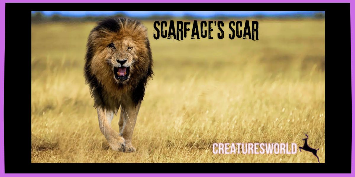 Scarface The Real Lion King