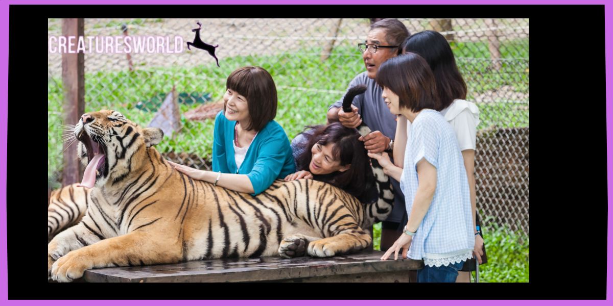 Thailand Tiger Temple 
