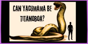 YACUMAMA