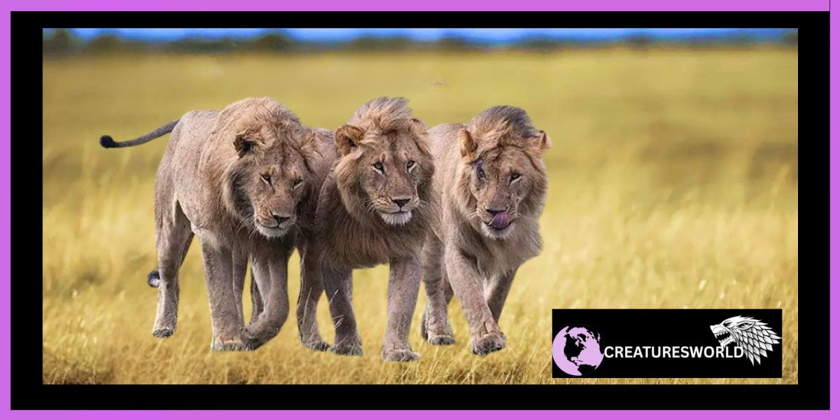 Scarface The Real Lion King