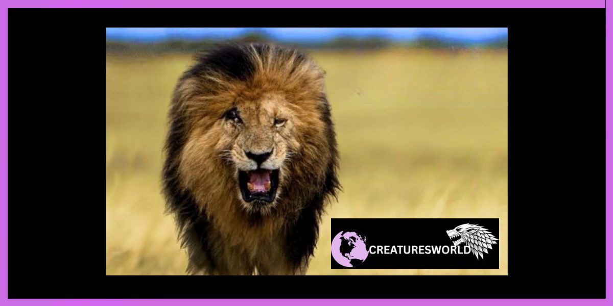 Scarface The Real Lion King