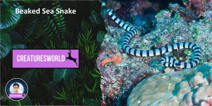 Beaked Sea Snake