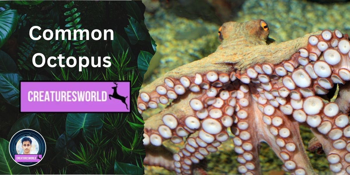 Common Octopus