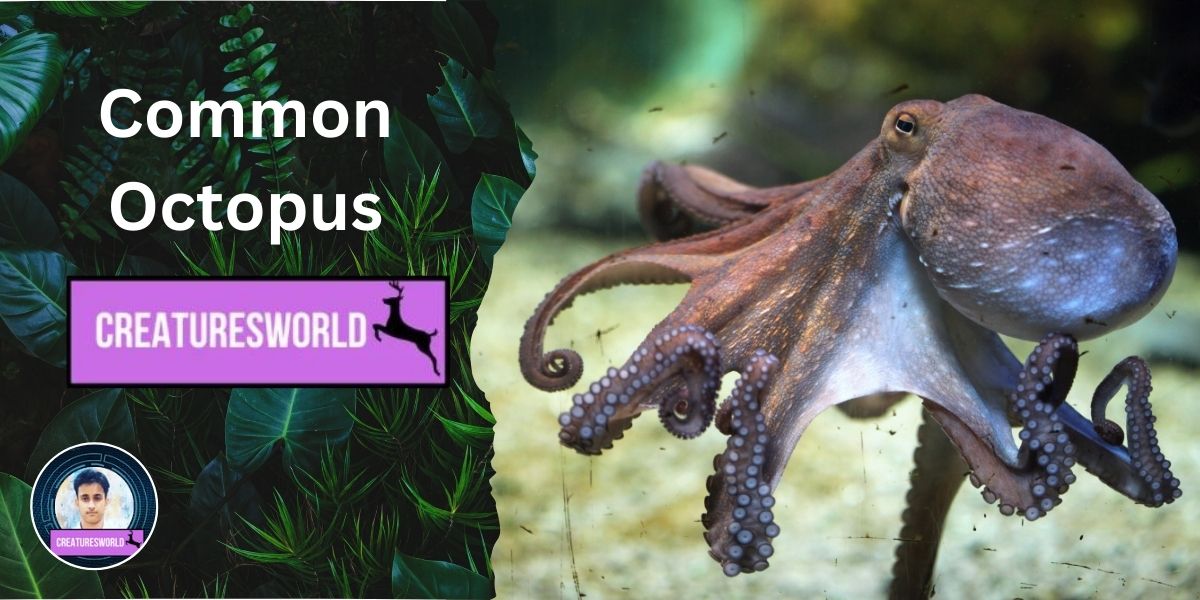 Common Octopus