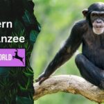 Eastern chimpanzees