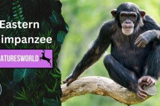 Eastern chimpanzees