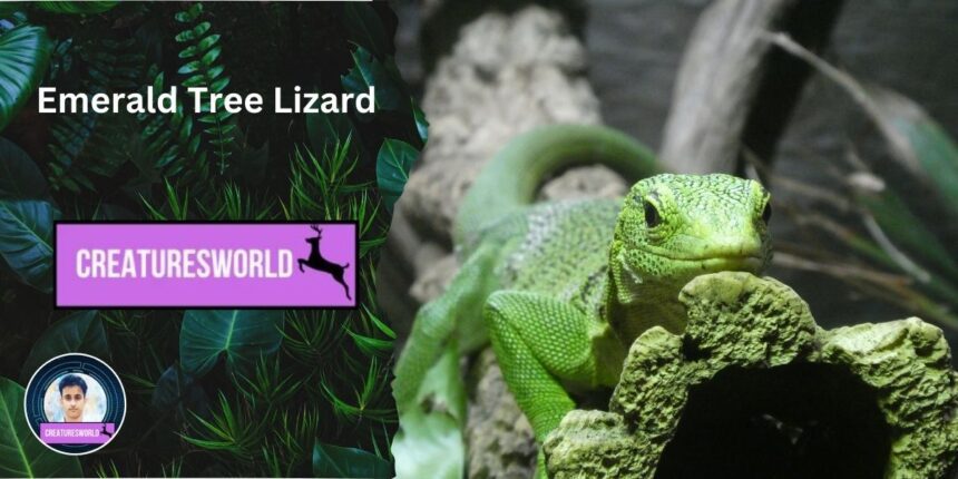 Emerald Tree Lizard