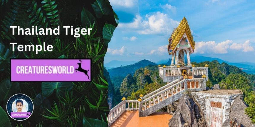 Thailand Tiger Temple