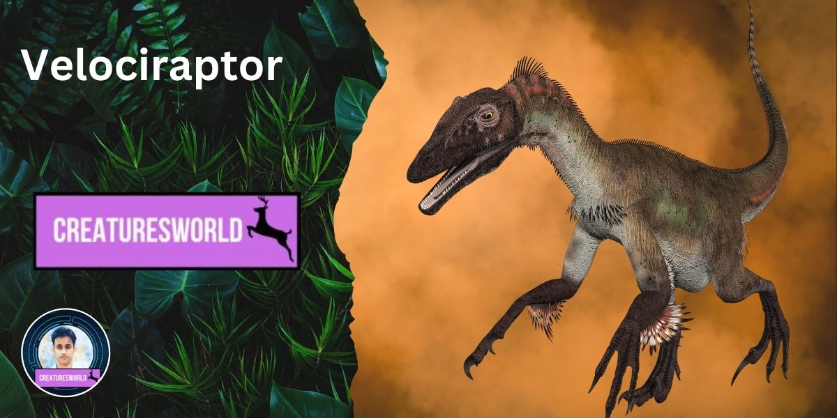 Velociraptor