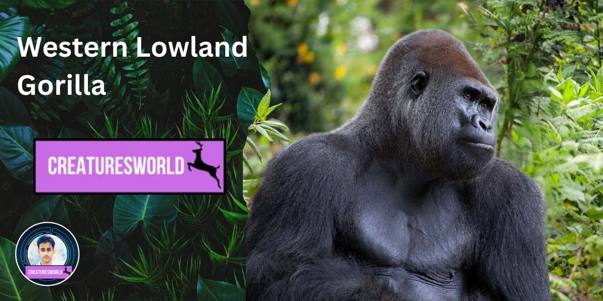 Western Lowland Gorilla