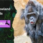 Western Lowland Gorilla