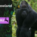 Western Lowland Gorilla