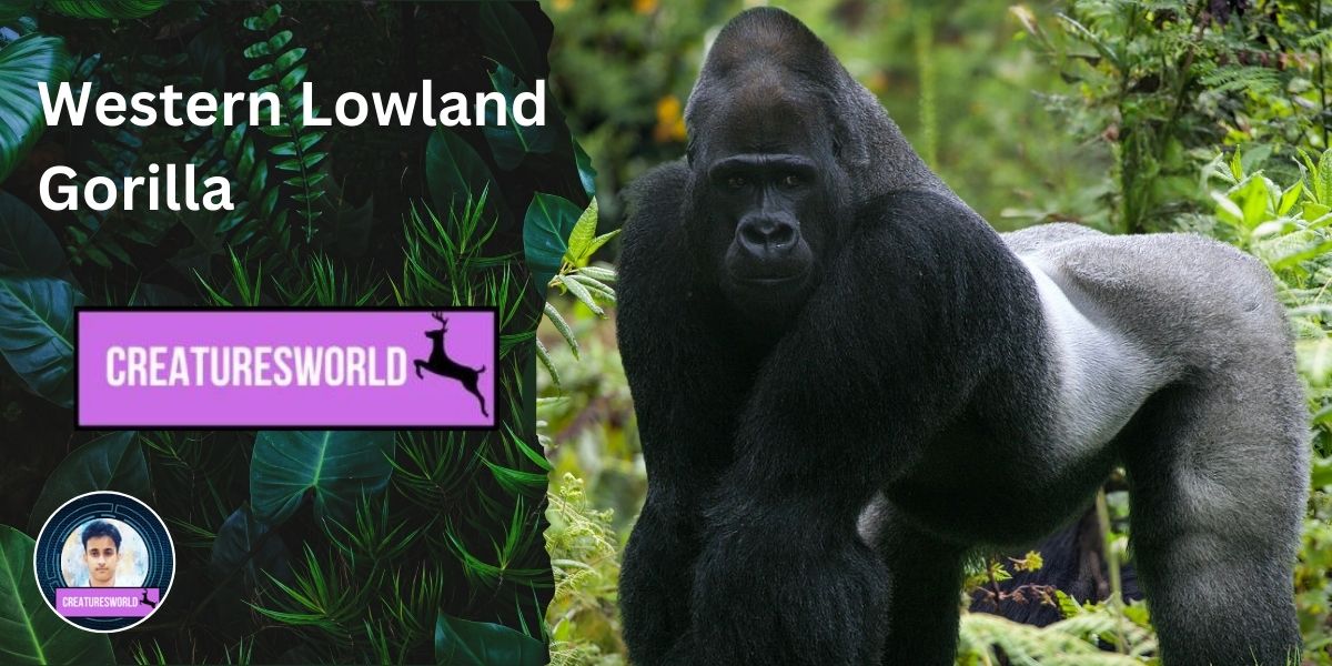 Western Lowland Gorilla