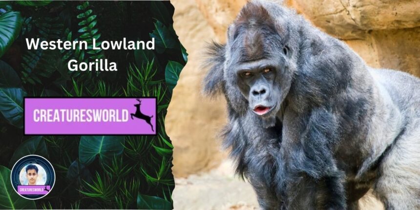 Western Lowland Gorilla