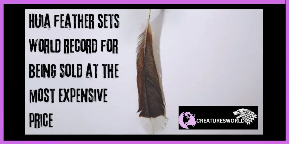 Huia Feather Sets World Record At Auction