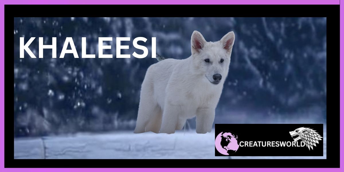 Games of Genes Dire Wolves return