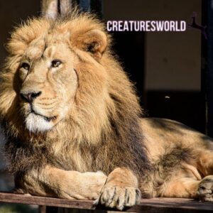 East African Lion
